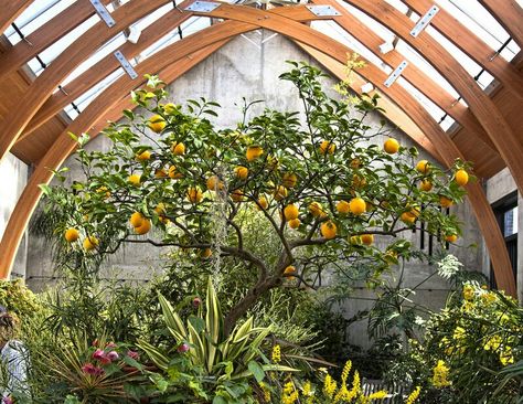 Lemon tree in a conservatory. Underground Greenhouse, Meyer Lemon Tree, Home Greenhouse, Greenhouse Growing, Backyard Greenhouse, Small Greenhouse, Greenhouse Plans, Diy Greenhouse, Have Inspiration