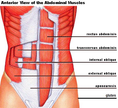 Core Training For Beginners – Effective Ab Exercises and Routines | Fitness and Conditioning Tips Abdominal Muscles Anatomy, Transversus Abdominis, Effective Ab Workouts, Sports Therapy, Stomach Muscles, Anatomy Models, Muscle Anatomy, Diastasis Recti, Core Training