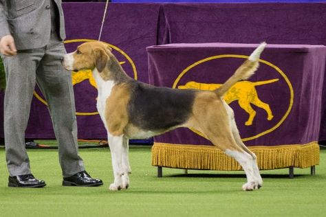 English Foxhound Plot Hound Dog, Fox Hounds, Different Breeds Of Dogs, Putrid Hound, Foxhound Dog, English Foxhound, Spitz Breeds, Time To Run, American Foxhound