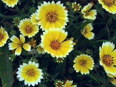 Layia Tidy Tips Information - Caring For Tidy Tips Wildflowers Tidy Tips Flower, Tidy Tips, Backyard Designs, Sun Garden, Balcony Plants, Seed Catalogs, Wildflower Garden, Tall Plants, Garden Care