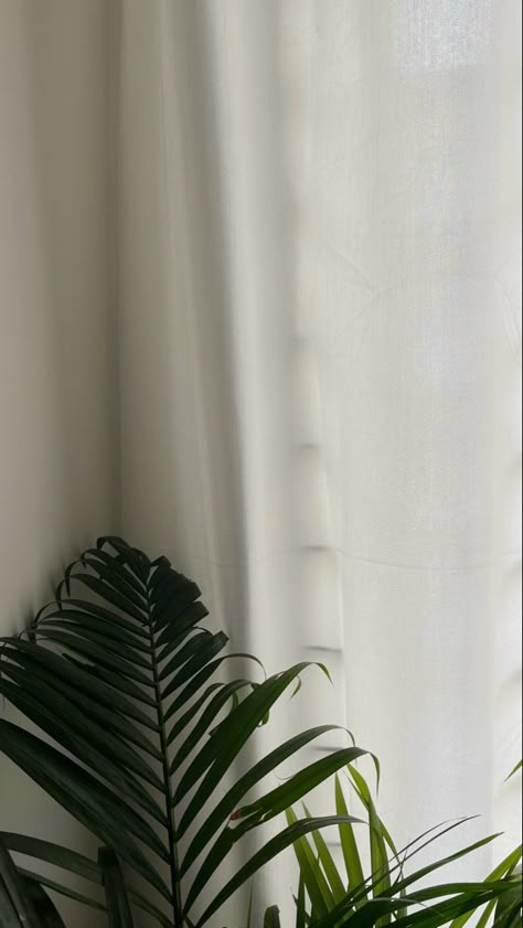 #plant #indoor #aesthetic #minimalism #white #neutrals #iphonewallpaper Background Aesthetic Homescreen, Plant Indoor Aesthetic, Plants Background Aesthetic, Green And Cream Aesthetic, Minimalistic Wallpapers, Indoor Aesthetic, Paint Palettes, Minimal Plant, Earthy Aesthetic