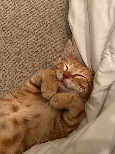 sleeping kitten Cats Sleeping, Dream's Cat, Orange Cats, Cute Cats Photos, Orange Tabby, Cat Sleeping, Cat Aesthetic, Cute Cats And Kittens