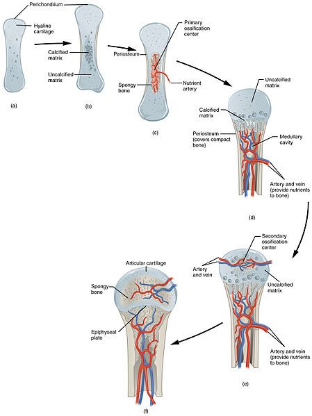 How To Retain Information, Epiphyseal Plate, Faces Anatomy, Illustration Anatomy, Bone Formation, Types Of Bones, Basic Anatomy And Physiology, Arteries And Veins, Skeletal System