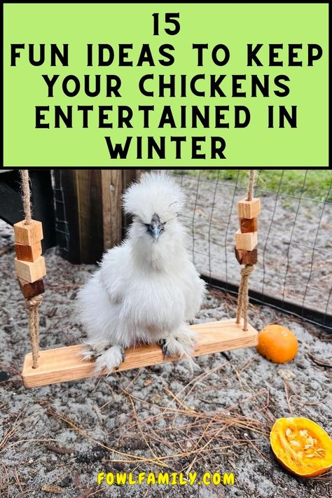 Fun Ideas to Keep Your Chickens Entertained Chicken Coop Entertainment Ideas, Chicken Boredom Buster, Chicken Boredom, Chicken Roost, Chickens In The Winter, Best Egg Laying Chickens, Backyard Chicken Coop Plans, Chicken Nesting Boxes, Diy Chicken Coop Plans