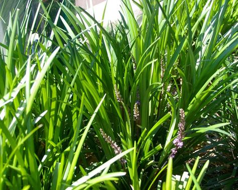 Plant Pallet, Lily Turf, Liriope Muscari, Back Garden Design, Pale Lilac, Ground Cover Plants, Ornamental Trees, Flower Spike, Perennial Plants