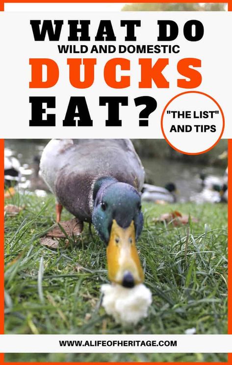 What Do Ducks Eat? How-To and Tips for Domestic and Wild Ducks Duck Keeping, Keeping Ducks, Feeding Ducks, Yard Animals, Duck Feed, Wild Ducks, Raising Turkeys, Small Farming, Homestead Animals