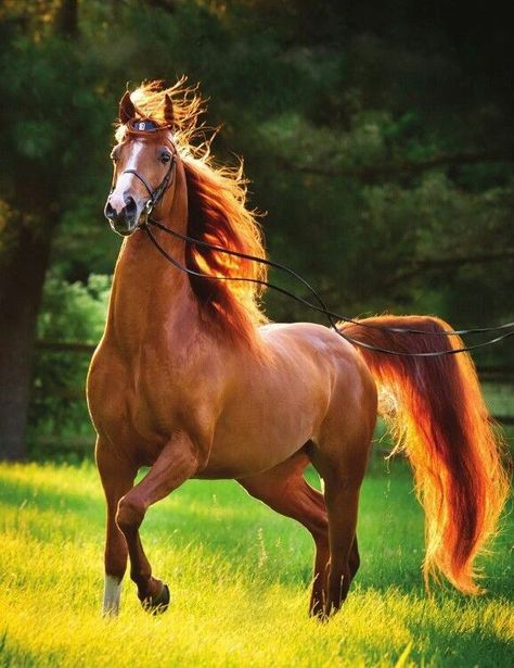 I Got 99 Horses and a Beach Paint One - I Can Has Cheezburger? Cai Arabi, American Saddlebred, Most Beautiful Horses, Most Beautiful Animals, Majestic Horse, Chestnut Horse, Horses And Dogs, Brown Horse, All The Pretty Horses