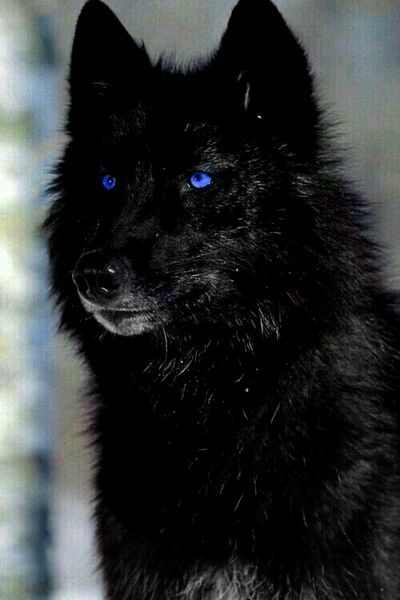 Wolf With Red Eyes, Wolf With Blue Eyes, Werewolf Aesthetic, Wolf Warriors, Wolf Eyes, American Werewolf In London, Spirit Animal Art, Big Blue Eyes, Wolf Spirit Animal