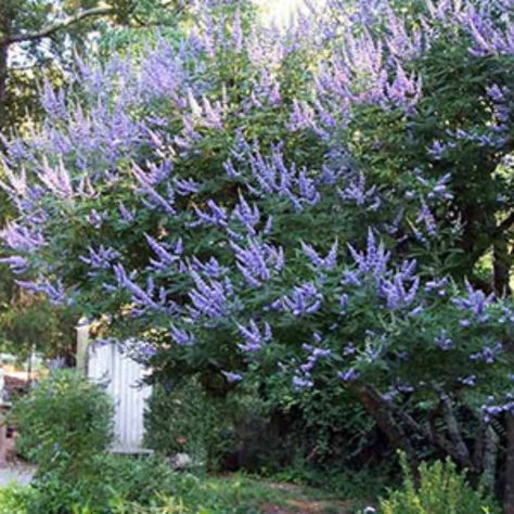 Vitex Tree, Fast Growing Shrubs, Vitex Agnus Castus, Types Of Shrubs, Agnus Castus, Chaste Tree, Patio Trees, Flowering Cherry Tree, Garden Boots