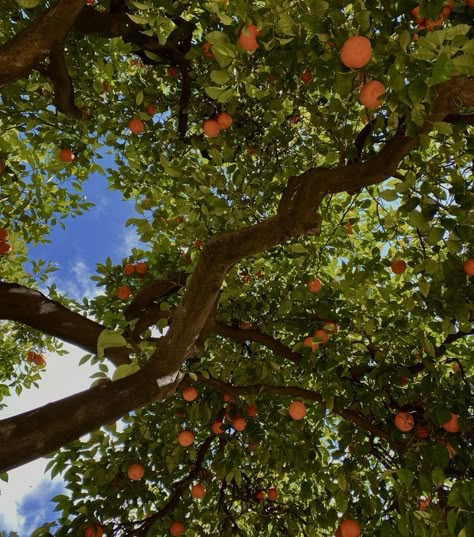 Spanish Village Aesthetic, Southern Spain Aesthetic, Spain Asethic, Spanish Astethic, Spanish Vibes Aesthetic, Spanish Aesthetics, Orange Tree Aesthetic, Spanish Summer Aesthetic, Spanish Girl Aesthetic