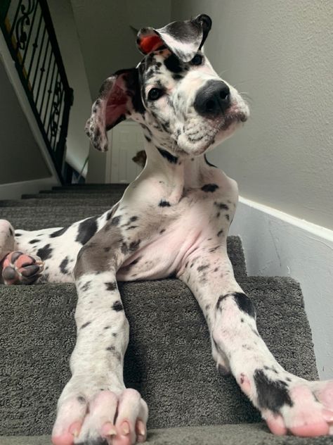 Dalmatian Great Dane, Great Dane Spotted, Great Dane Dalmation, Great Dane Aesthetic, Spotted Great Dane, Black And White Great Dane, Great Dane Tattoo, Puppy Great Dane, Great Dane Colors