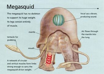 Megasquid | Speculative Evolution Wiki | Fandom Speculative Evolution, Alien Concept, Eat Me, Alien Planet, Alien Concept Art, Creature Drawings, Alien Creatures, Creature Concept Art, Creature Concept