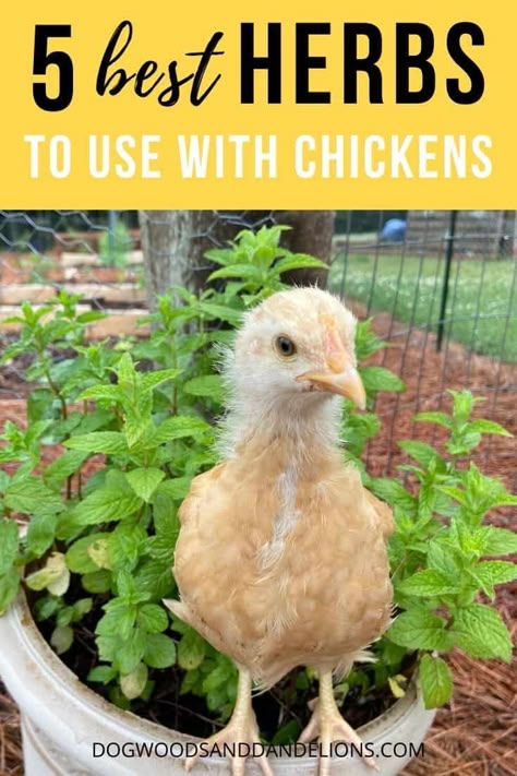 Herbs For Chickens, Health Herbs, Chicken Coop Garden, Nest Boxes, Smell Nice, Diy Chicken Coop Plans, Chicken Coop Run, Backyard Chicken Farming, Chicken Health