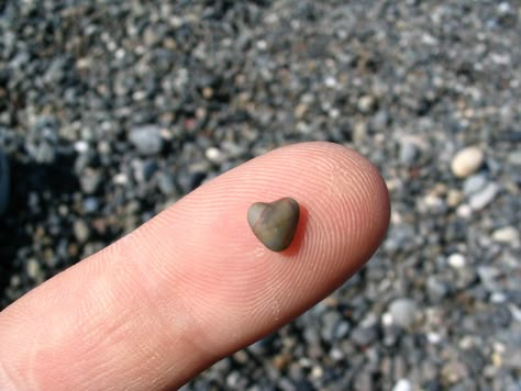 cutest little heart-shaped rock i've ever seen! Heart Rocks, Heart Shaped Rocks, Heart In Nature, I Love Heart, Sticks And Stones, Beating Heart, Carl Jung, Rock On, Happy Heart