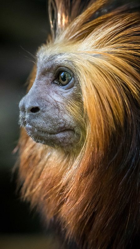 Aesthetic Monkey, Monkey Aesthetic, Monkey Character, Golden Lion Tamarin, Arte Jazz, Regard Animal, Monkey Wallpaper, Wildlife Artwork, Wild Animals Pictures