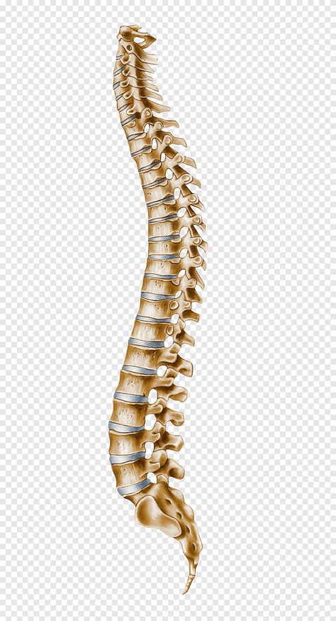 Spinal Vertebrae Anatomy, Spinal Cord Drawing, Vertebral Column Anatomy, Cervical Vertebrae Drawing, Vertebrae Anatomy, Human Vertebrae, Human Body Nervous System, Atlas Vertebrae, Bones Human