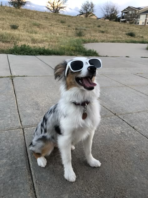 Mini Aussie Puppy, Mini Australian Shepherd, Mini Australian Shepherds, American Shepherd, Aussie Shepherd, Australian Shepherd Puppy, Reactive Dog, Cute Dogs Images, Aussie Puppies