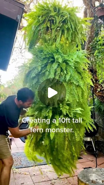 182K views · 20K likes | House Plant Nirvana on Instagram: "Fern love! ❤️

video cred: @skypots_usa 

#plantcaretip
#plantcare
#plantcare101
#plantcareisselfcare
#plantlovers
#plantparent
#plantmom
#plantdad
#plantjokes
#plantdecor
#plantshelfie
#planthoarder
#plantasdecasa
#plantsmakemehappy
#plantasdeinterior
#houseplant
#houseplantlove
#houseplantsmakemehappy
#houseplantdiary
#houseplanthome
#houseplantaesthetic
#houseplanthoarder
#houseplanthobbyist
#houseplantsociety
#houseplantdecor
#houseplantshop
#houseplantcollector
#houseplantinspiration
#houseplantcollection
#houseplantjungle" Plant Jokes, Ferns Garden, Potted Plants Outdoor, Fern Plant, Plant Aesthetic, House Plants Decor, Flora Fauna, Outdoor Inspirations, Plant Mom