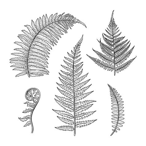 New Zealand Fern Drawing, Fern Tattoo Design, Fern Drawing, Floral Stencils, Engraving Designs, Fern Tattoo, Fern Flower, Floral Stencil, Ornamental Tattoo