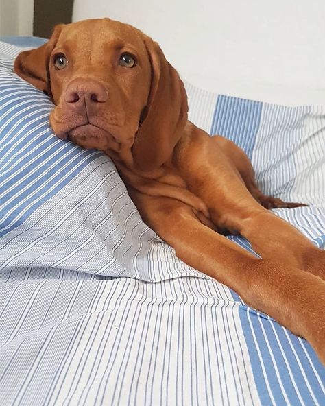 Vizsla of the day on Instagram: “Daydreaming about all the squirrels and birds! @harvey.thevizsla . . . . #vizslaoftheday #vizsla #daydreaming #birds #squirrels…” Red Lab Puppies, Dogs Doing Funny Things, Hungarian Dog, Fox Red Labrador, Hungarian Vizsla, Vizsla Dogs, Cute Animals Puppies, Vizsla Puppies, Lab Puppies