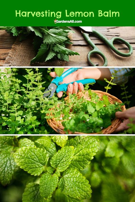 Harvesting lemon balm How To Dry Lemon Balm, How To Harvest Lemon Balm, Harvesting Lemon Balm, What To Do With Lemon Balm, Harvest Lemon Balm, Lemon Balm Uses, Harvest Herbs, Lemon Balm Recipes, Lemon Balm Plant