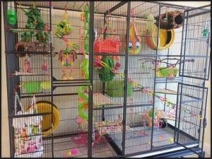 Sugar Glider Habitat, Sugar Glider Care, Critter Nation Cage, Sugar Glider Pet, Sugar Glider Cage, Sugar Glider Toys, Rat Cage, Sugar Bears, Sugar Gliders