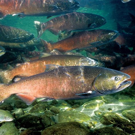 Chinook Salmon Elkhorn Coral, Chinook Salmon, King Salmon, Salmon Fish, Life List, Salmon Fishing, Biome, Columbia River, Whitetail Deer