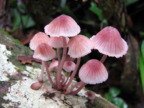 via themagicfarawayttree Pink Mushrooms, Lichen Moss, Mushroom Pictures, Pink Mushroom, Slime Mould, Mushroom Fungi, Mushroom Art, Wild Mushrooms, Amazing Nature