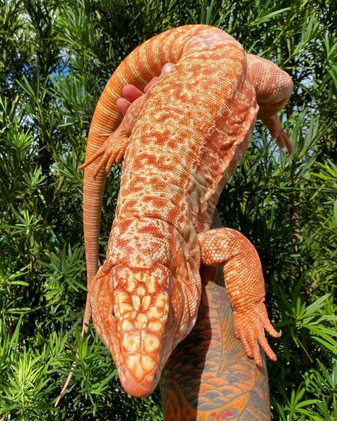 Reptile Photos, Red Tegu, Tegu Lizard, Pet Reptiles, Red Lizard, Pretty Snakes, Reptile Room, Cute Reptiles, Pet Snake