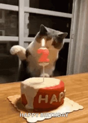 Happy Birthday Cat GIF - HappyBirthday Cat Cute - Discover & Share GIFs Birthday Animated Gif, Cute Gifs, Happy Birthday Cat, Birthday Cat, Kitten Birthday, Free Gift Card Generator, Dancing Gif, Birthday Blessings, Cute Birthday Cakes