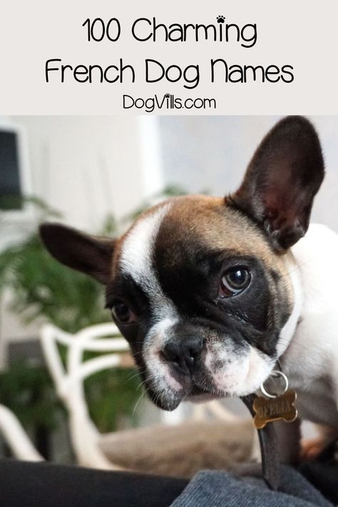 French dog names are quite popular, so it's no wonder you're looking for them! Check out 100 charming ideas for male & female dogs!  #dognames #dogadoption #dogadvice #dogvills French Dog Names, Cat Names Girl, Popular Dog Names, Dog Caricature, French Bulldog Names, French Dog, Bulldog Names, Female Dog Names, Adoption Photos