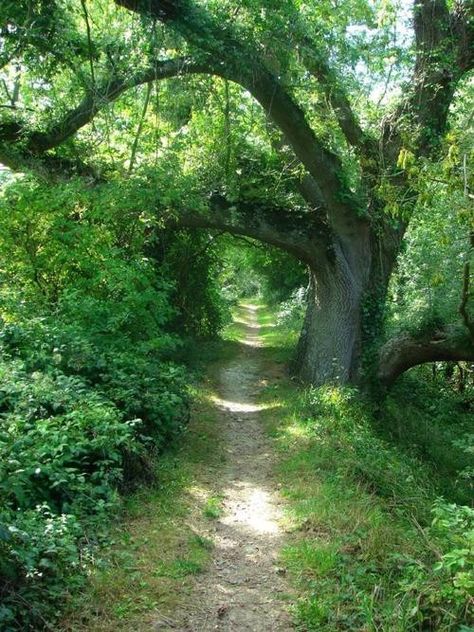 Hiking Photography, Forest Path, Garden Pathway, Nature Tree, Perfect World, Beautiful Places To Visit, Mother Nature, Beautiful Nature, Beautiful Places