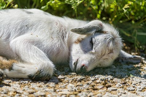 Goat Sleeping, Goat Drawing, Lost Lamb, Mini Goats, Musk Ox, Baby Goat, Reference Art, Baby Goats, Story Board