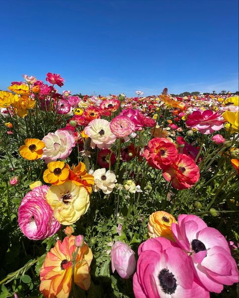 Flowers in the Carlsbad flower fields, beautiful place to visit Flower References, Carlsbad Flower Fields, Nice Flowers, Flower Field, Amazing Flowers, Fun Things, Fun Things To Do, San Diego, Floral Wreath