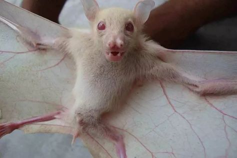 Rarest Albino Animals In The World - BetterBe Albino Bat, Bat