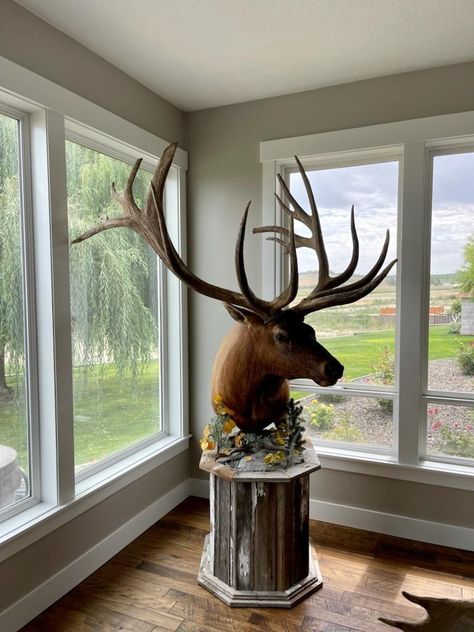 Pedestal Deer Mount Ideas, Elk Mount Living Room, Deer Mount Pedestal, Elk Pedestal Mount, Elk Mount, Hunting Decor Living Room, Deer Mount Decor, Trophy Head, Animal Taxidermy