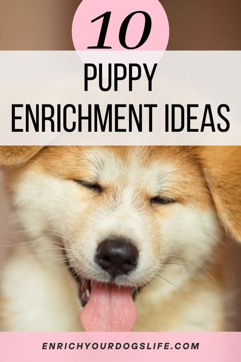 10 Puppy Enrichment Activities, Ideas and Tips for Puppies - Enrich Your Dog's Life Dog Enrichment Ideas Brain Games, Puppy Activities, Tips For Puppies, Puppy Enrichment, Dog Enrichment Toys, Excited Puppy, Puppy Puzzle, Dog Minding, Activities Ideas