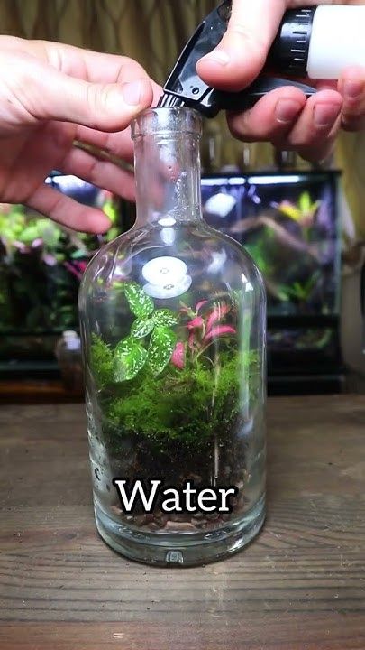 Liquor Bottle Terrarium, Whiskey Bottle Terrarium, Bottle Terrarium Diy, Old Liquor Bottle Ideas, Wine Bottle Terrarium, Diy Liquor Bottle Crafts, Zen Plants, Old Liquor Bottles, Ideas For Accessories