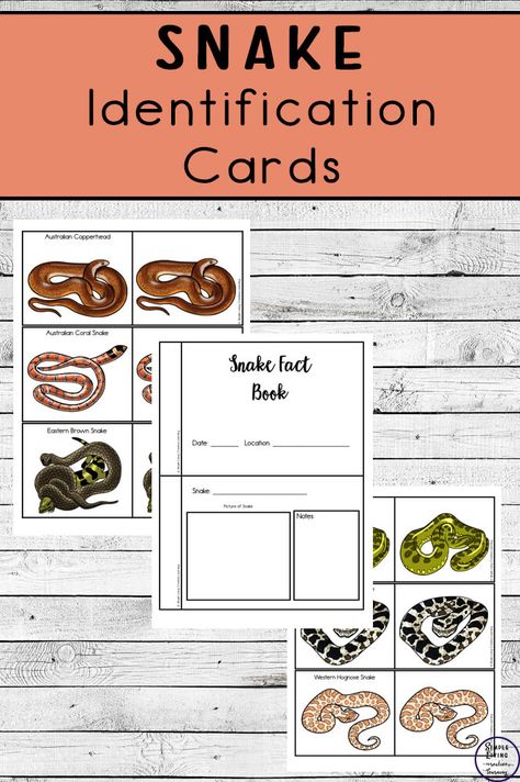 This Snake Identification Pack can be used to identify snakes in your area as well as when you are researching these creatures. Snake Unit Study, Snake Activities For Kids, Snake Facts For Kids, Snake Identification, Snakes For Kids, Science Corner, Western Hognose Snake, Snake Birthday, Green Anaconda