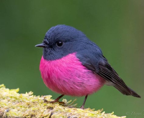 Pink Robin Bird, Pink Robin, Collingwood Football Club, Robin Art, Bird Template, Birds Nature, Robin Bird, Tiny Bird, Australian Birds