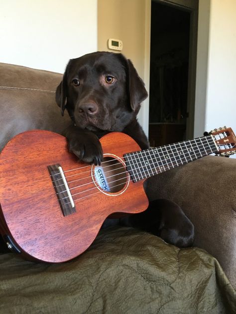 Kali Energy, Cat With Guitar Pfp, Dog With Guitar, Cat And Electric Guitar, Cats And Guitars, Dog Playing Guitar, Cat Playing Guitar, Learning Ukulele, Dog Pic