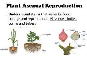 Advantages and disadvantages of asexual reproduction in plants Asexual Plants, Zoology Project, Asexual Reproduction In Plants, Types Of Asexual Reproduction, Reproduction In Plants, Class 10 Notes, Asexual Reproduction, Fertilization Process, Plants Science