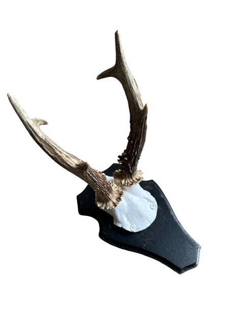 Roe deer trophy on wood plaque Jawbone inserted on back of plaque 7.5"H x 4.75"W x 8.25"D skulll painted white Deer Trophy, Roe Deer, Jaw Bone, Wood Plaques, Black Forest, White Painting, Antlers, Bones, Deer