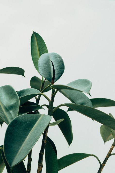 Best Easy Care Plants for your Home Yoga Space — Alo Moves Rubber Tree Plant, Tree Stem, Plant Clips, Minimalist Vibe, Brown Picture Frames, Rubber Plant, Easy Care Plants, Plant Images, Rubber Tree