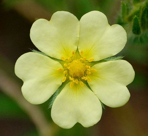 Lemony Yellow Hearts Nature Hearts, Cloud Heart, Flower Hearts, Yellow Hearts, Heart In Nature, God's Heart, I Love Heart, Heart Images, Yellow Heart