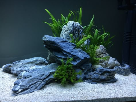 Minimal Fish Tank, Natural Fish Tank Ideas, Natural Fish Tank, Cube Aquarium, Fish Tank Ideas, Goldfish Aquarium, Cichlid Aquarium, Fish Aquarium Decorations, Fish Tank Design