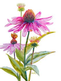 Pink Drawing, Pink Flower Painting, Cone Flowers, Yupo Paper, Pink Watercolor Flower, Loose Watercolor, Watercolor Flower Art, Trendy Flowers, Plant Drawing