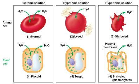 Isotonic, Hypotonic, and Hypertonic Membrane Transport, Pathophysiology Nursing, Biology Activity, Animal Cells, Science Anchor Charts, Study Biology, Iv Fluids, Animal Cell, Biology Teacher