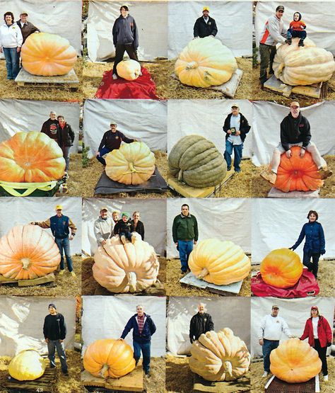 Huge pumpkins! Patch Ideas, Garden Stuff, Hallows Eve, Holiday Decorations, Pumpkin Patch, Pumpkins, Holiday Decor, Halloween, Plants