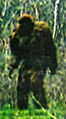 Bigfoot Pictures, Monkey Wood, Nephilim Giants, Bigfoot Art, Eye Witness, Finding Bigfoot, Bigfoot Sightings, Siberia Russia, Monster Legends